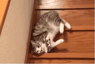 为什么猫有九条命还会摔死,终于知道猫为什么有9条命了