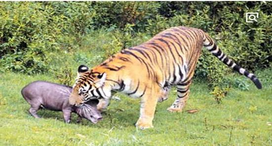 花县发现过老虎吗,花都哪里有野生老虎