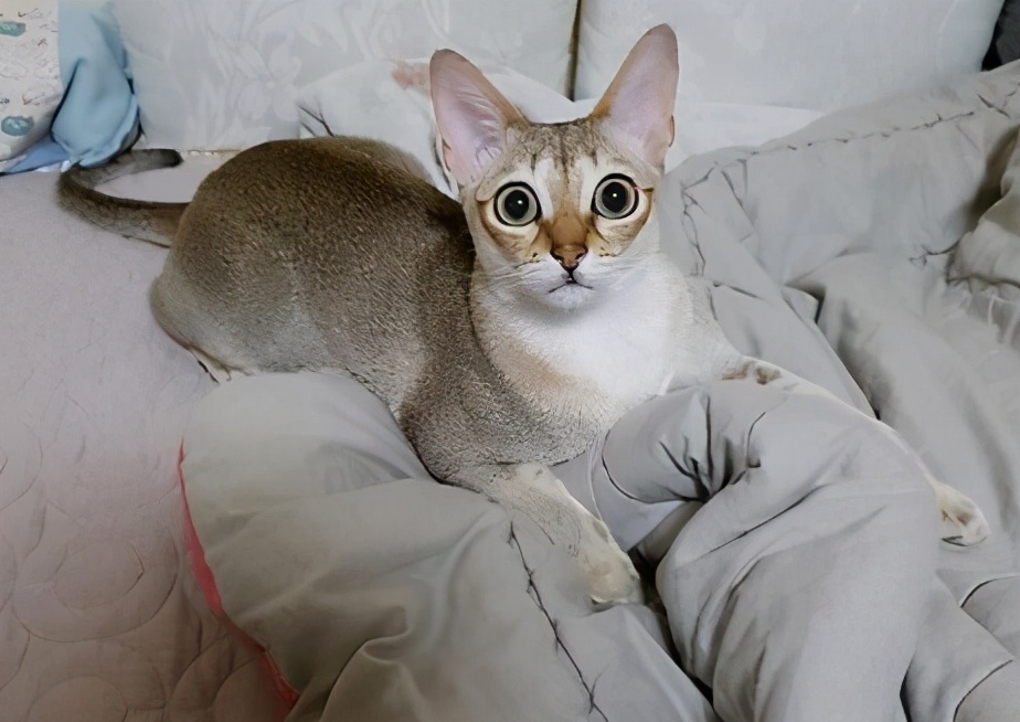 30种常见的猫,20种常见猫咪