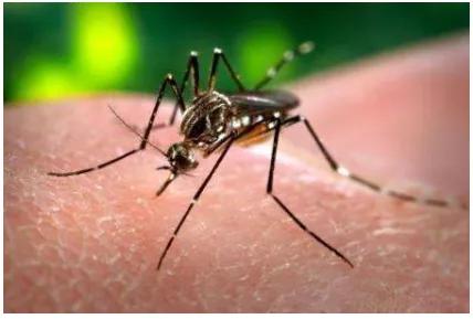 用什么方式灭蚊子,灭蚊子最有效的土方法