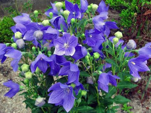 钃濈传鑹茬殑鑺辨湁鍑犵,10绉嶈秴缇庣殑娴呯传鑹茶姳