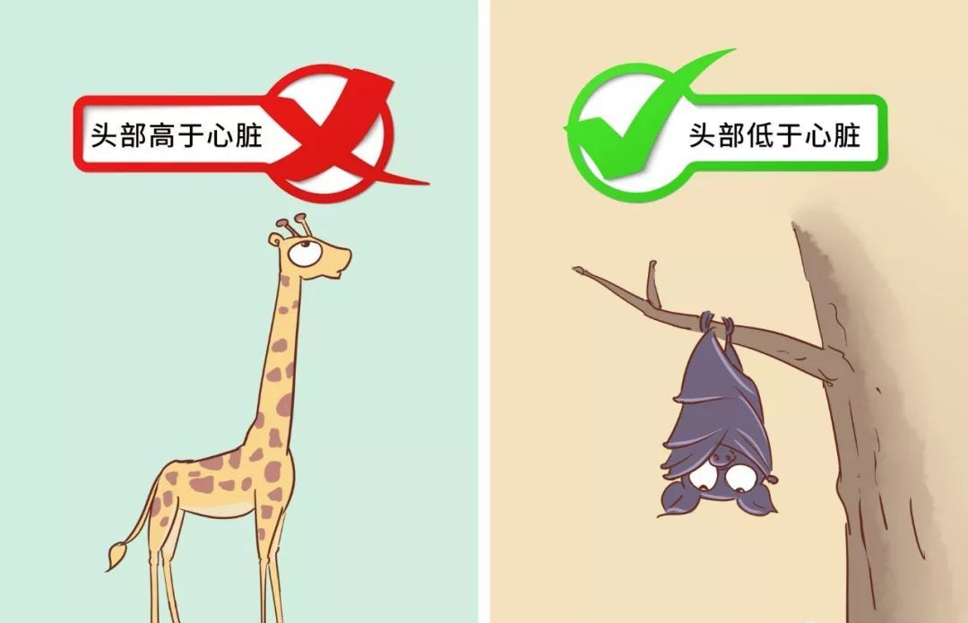 怀孕后头晕是怎么缓解,怀孕晕眩