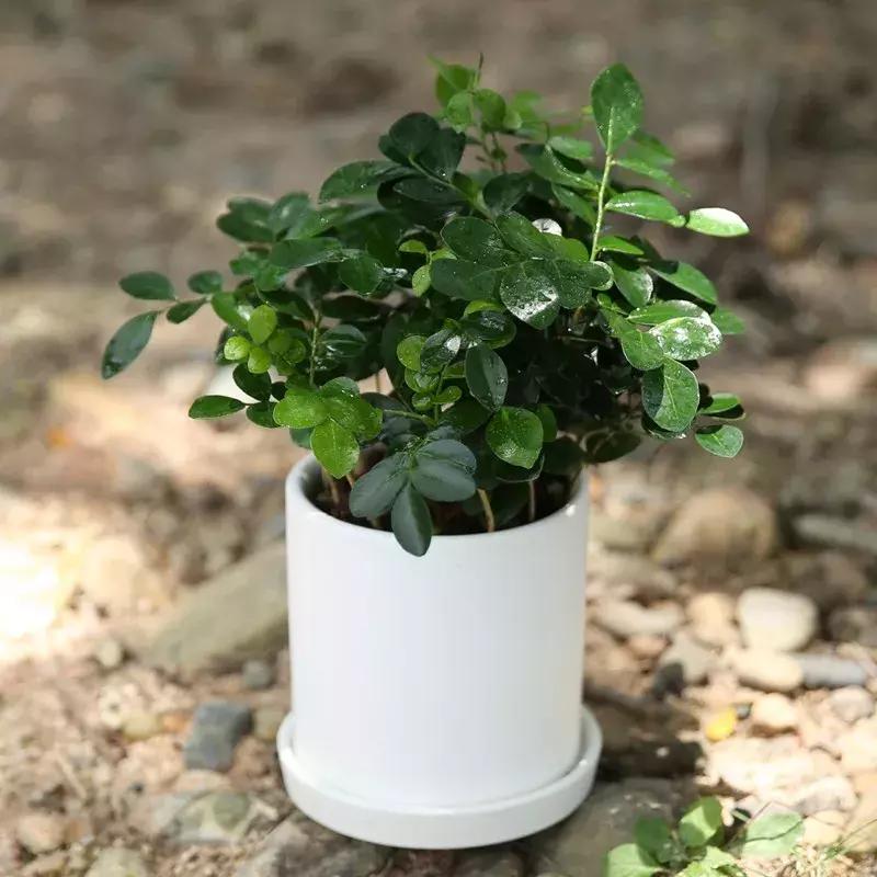 适合室内养的50种植物驱蚊,适合家里养的驱蚊的植物