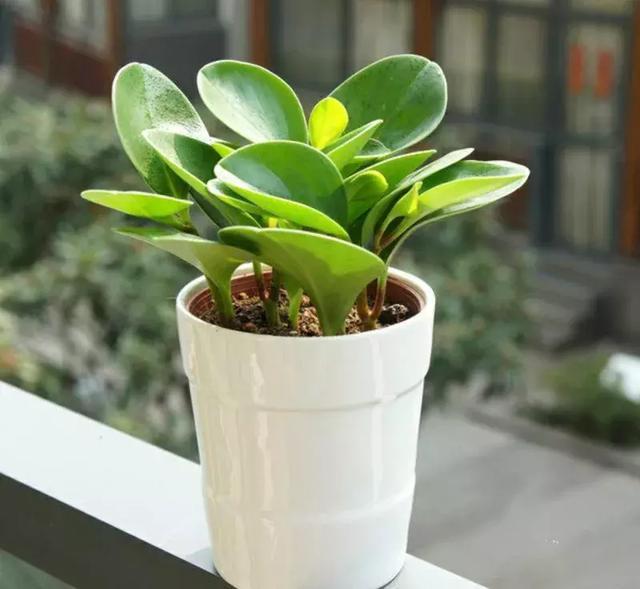 家有这4种植物可小心养,豆瓣绿的家庭养法