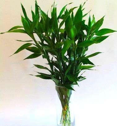 富贵竹黄叶了怎么补救,富贵竹黄叶怎么补救最佳方法