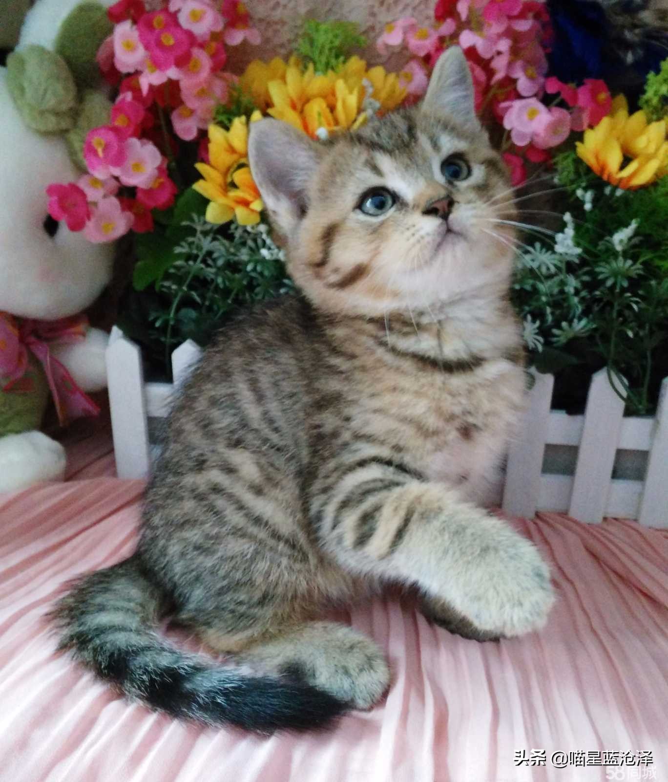 长毛英短蓝猫是什么品种,长毛英短蓝猫