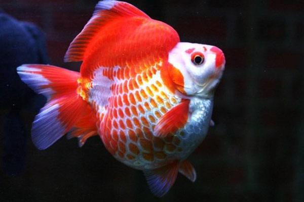 十大新手好养的冷水鱼,十大适合新手养的南方小型冷水鱼