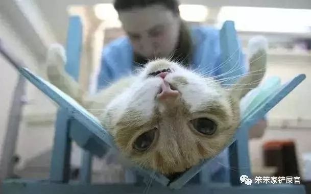 猫咪又吐又拉怎么治疗,猫咪又拉又吐拉水了怎么办