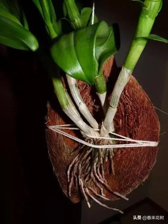 绚烂多彩的神奇植物,一种特别神奇的植物