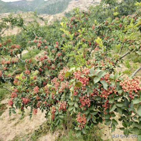 怎样种出高产花椒,农民种花椒技术视频