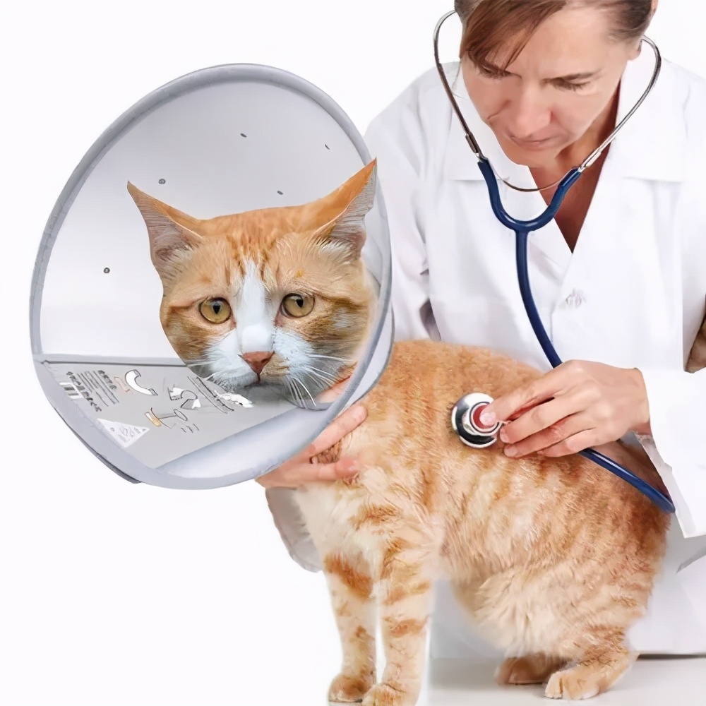给猫戴上脖圈之后很低落,为什么给猫戴上猫圈就安静了