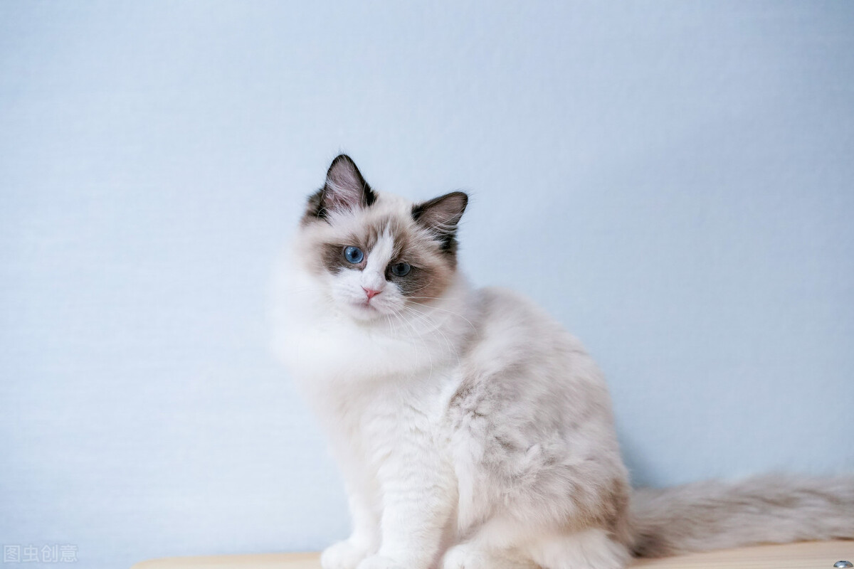 布偶猫有多好玩,布偶猫的十大优点是什么