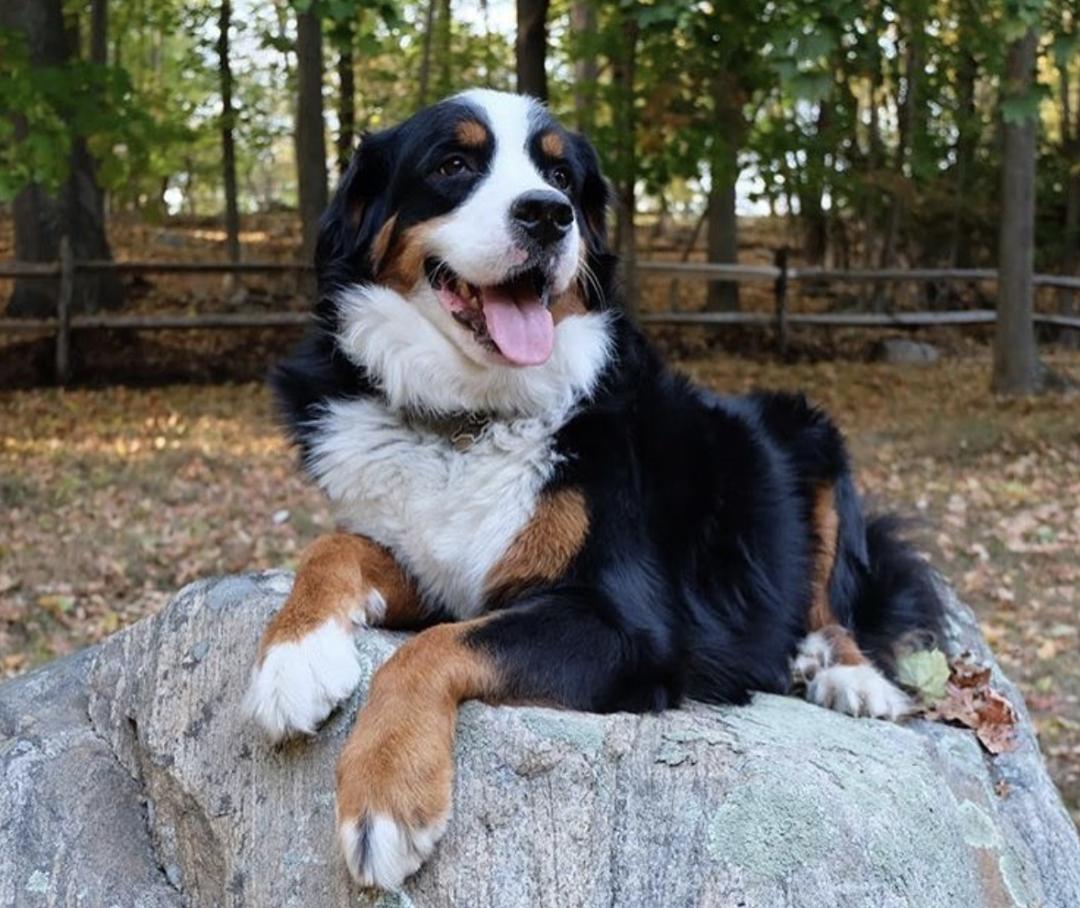 盘点二十种忠爱满世界的萌犬,萌犬系列都有啥