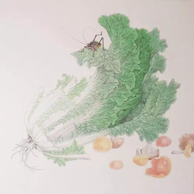 画白菜技法,3d白菜画