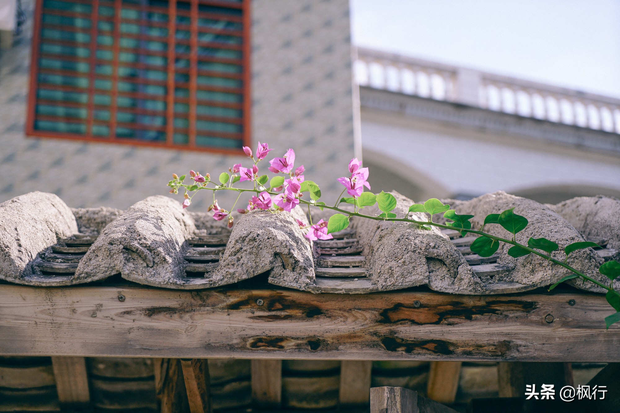 被猴子袭击，门票昂贵，拍照被轰，被我全程吐槽的三亚到底值不值
