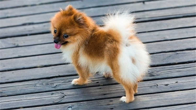 狗狗身上长小肉疙瘩是什么,狗狗长狗癣正常吗