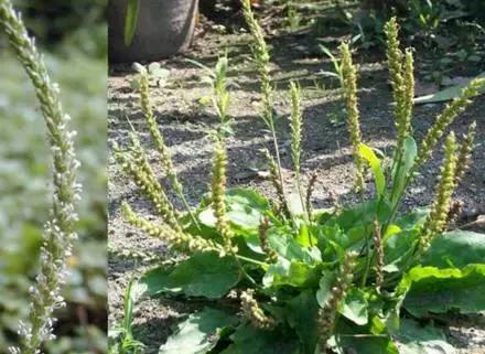 武穴又到挖野菜的时候了,江边好多人都在挖野菜,你吃了吗?