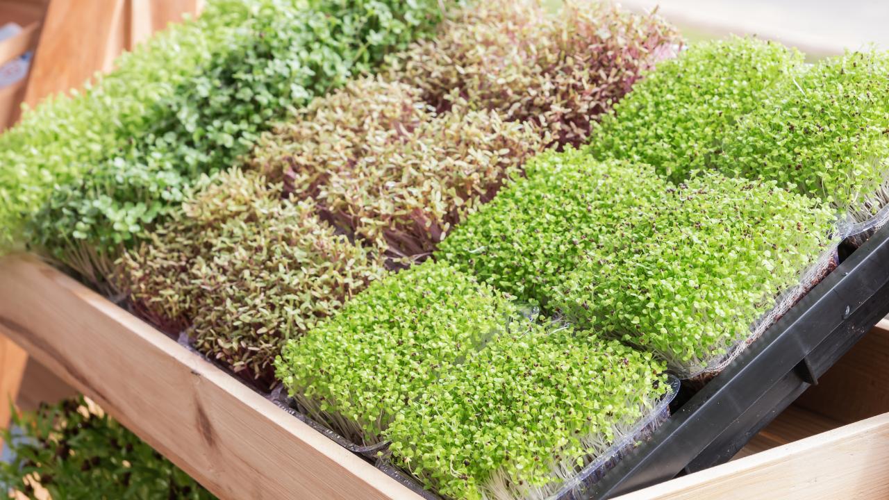 什么是蔬菜栽培,蔬菜有哪些品种有什么营养