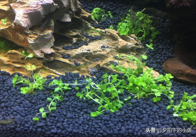 新开缸为什么水草都烂了,开缸没成功水草泥怎么办