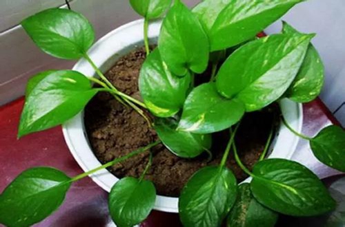 绿萝烂根黄叶这样处理又变精神了,水培绿萝总是烂根黄叶怎么办视频