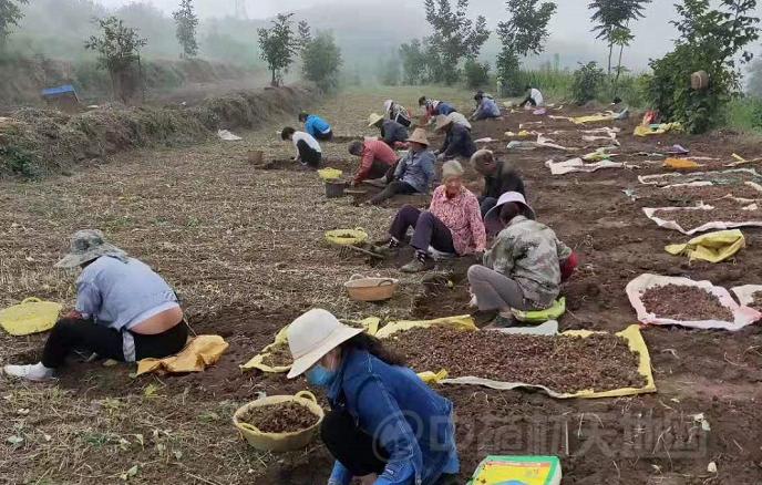 西和半夏什么时候采挖,半夏采挖现场