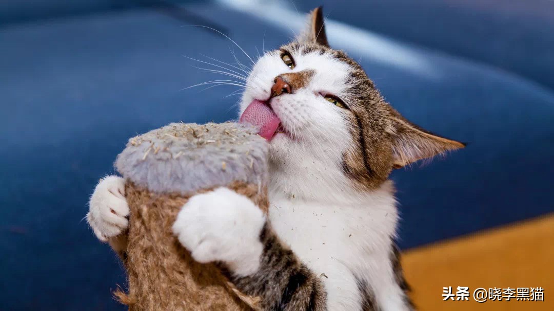 养猫家庭新冠对策全知道，别再听信谣言，也别再想当然了