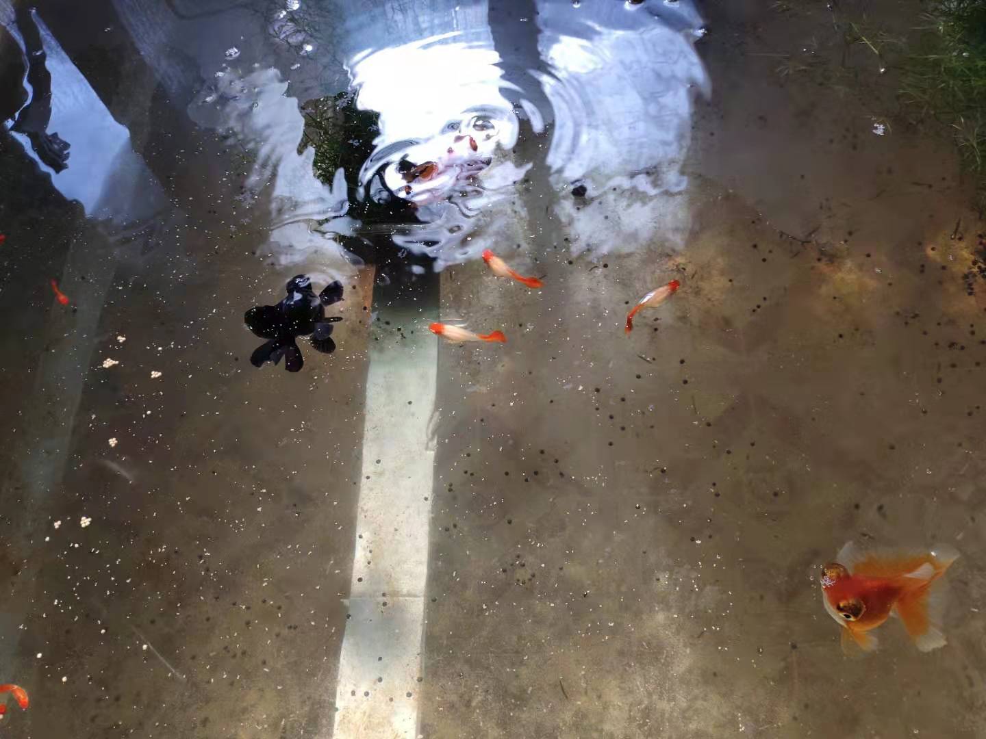 小金鱼怎么养才会生卵,家养的小金鱼会繁殖吗