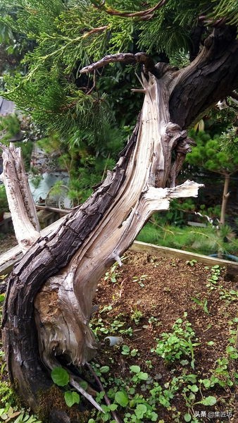 盆景老桩镂空舍利的制作,舍利盆景造型技艺图解