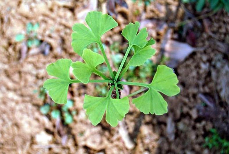 路边捡的银杏叶做成的花,路边捡的银杏果盆景