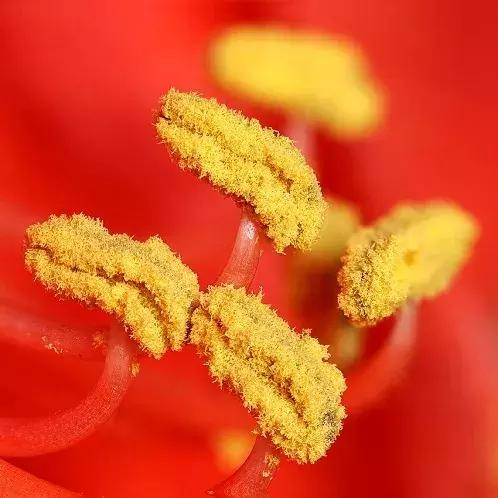 狗狗身上起红疹子是怎么回事,狗狗身上起红疹又脱毛