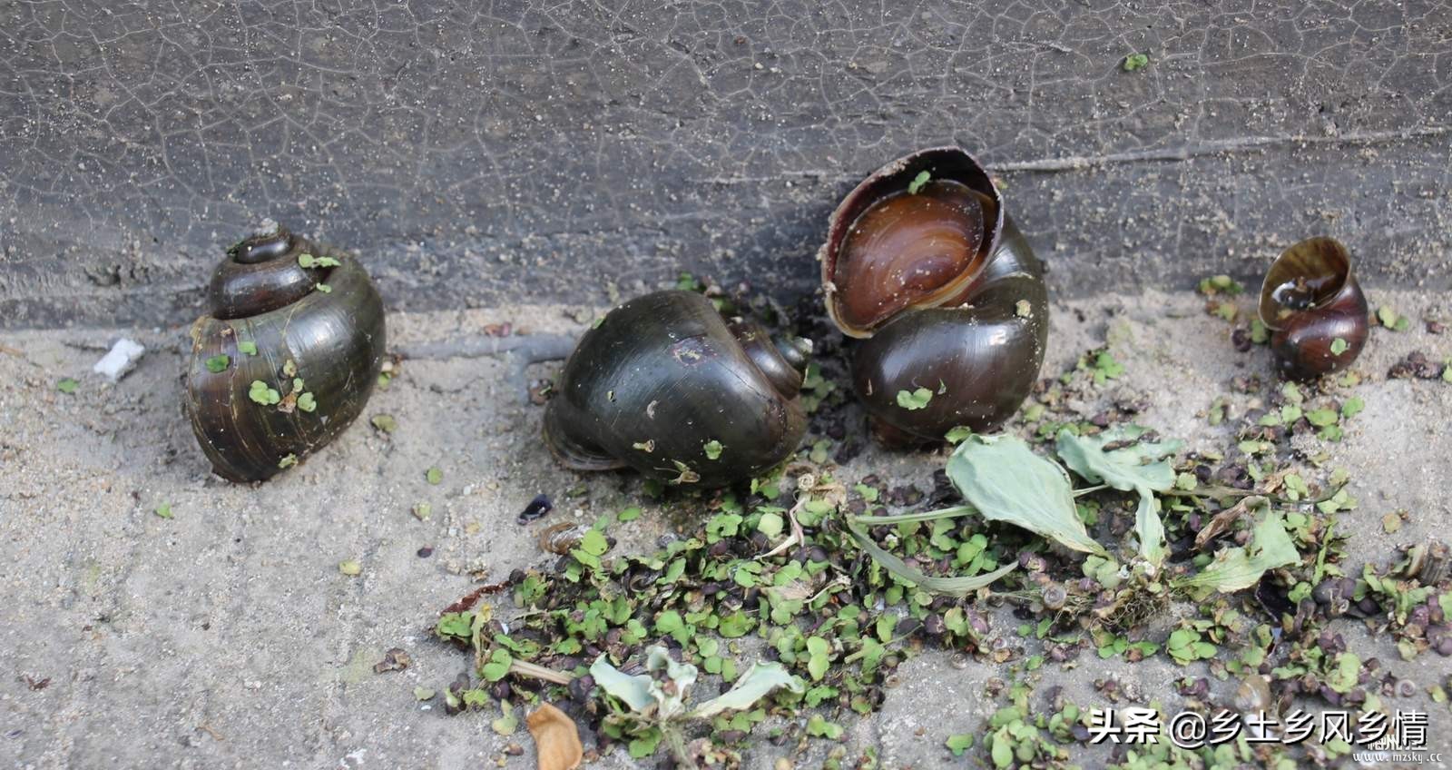 福寿螺的天敌,福寿螺危害及吃法