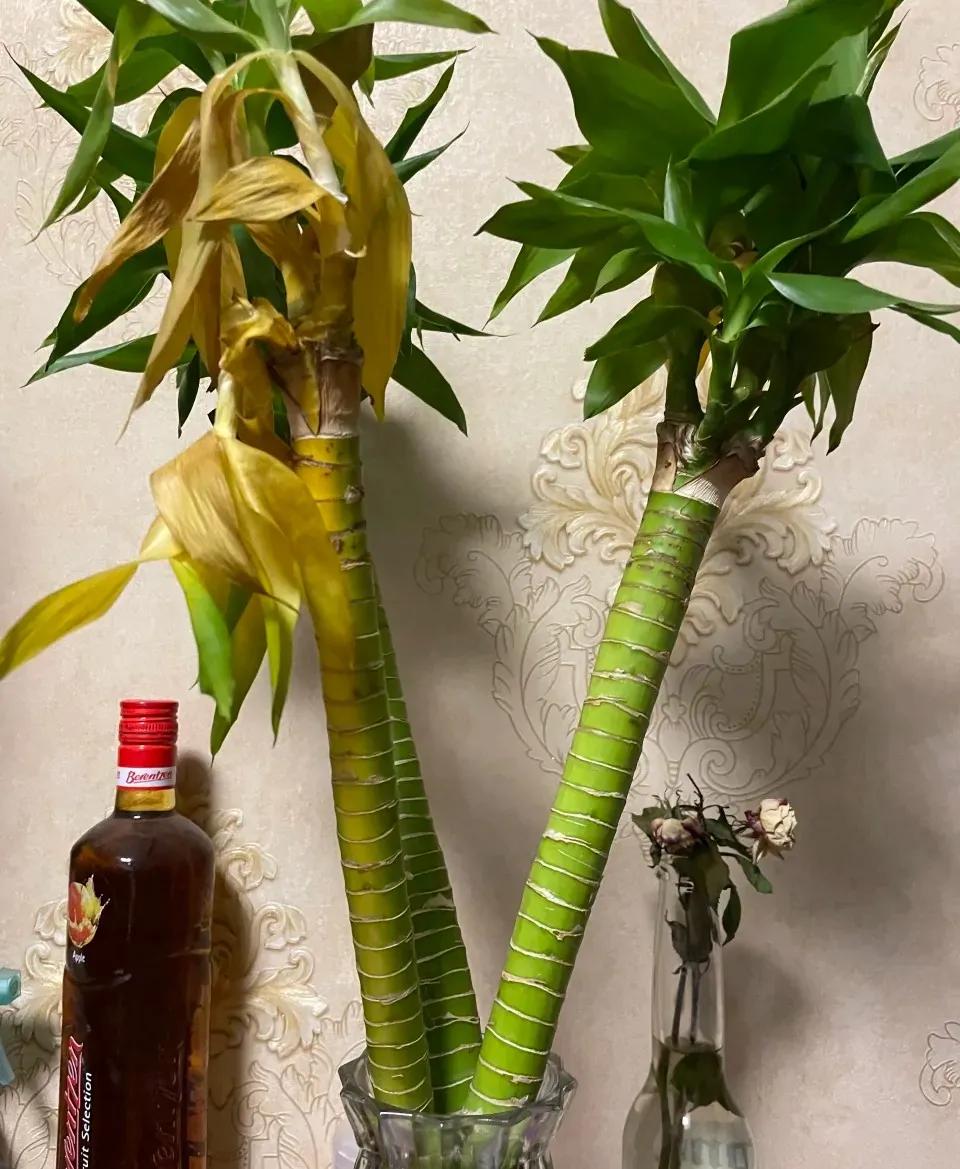 富贵竹黄叶有什么办法拯救吗,富贵竹黄叶的原因和解决办法