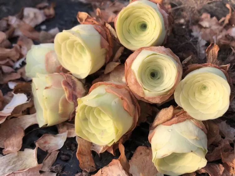 黄玫瑰这么美的风景惊艳到你了吗,优雅漂亮的黄玫瑰图片