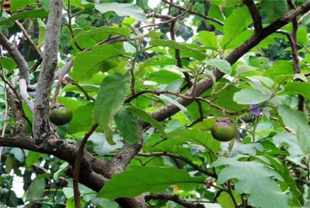 怎样的山竹才是能吃得好山竹,挑选好又甜的山竹方法介绍