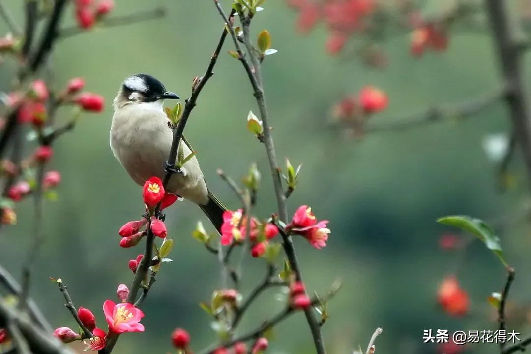 海棠春睡，樱花如雪，两种花卉如何辨识区别？