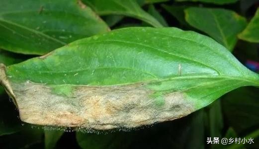 辣椒的灰霉病体现是什么症状,辣椒灰霉病会黄叶掉叶子吗