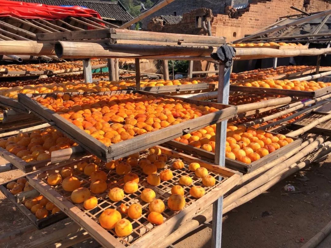 2月份去恭城看柿子,什么时候去恭城看柿子最好