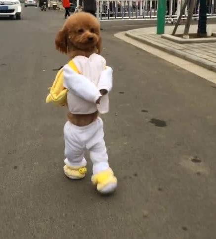 泰迪犬有这些行为说明你没有白养,泰迪犬什么都学不会怎么办