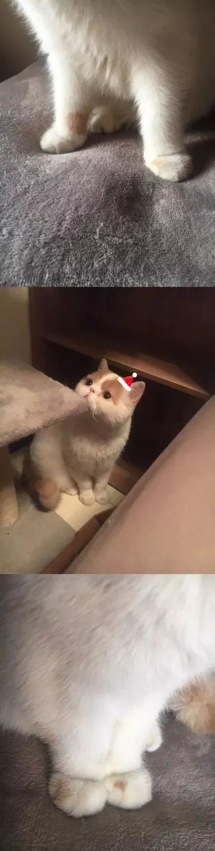 如何学会看猫咪的品相,成年猫咪如何看公母