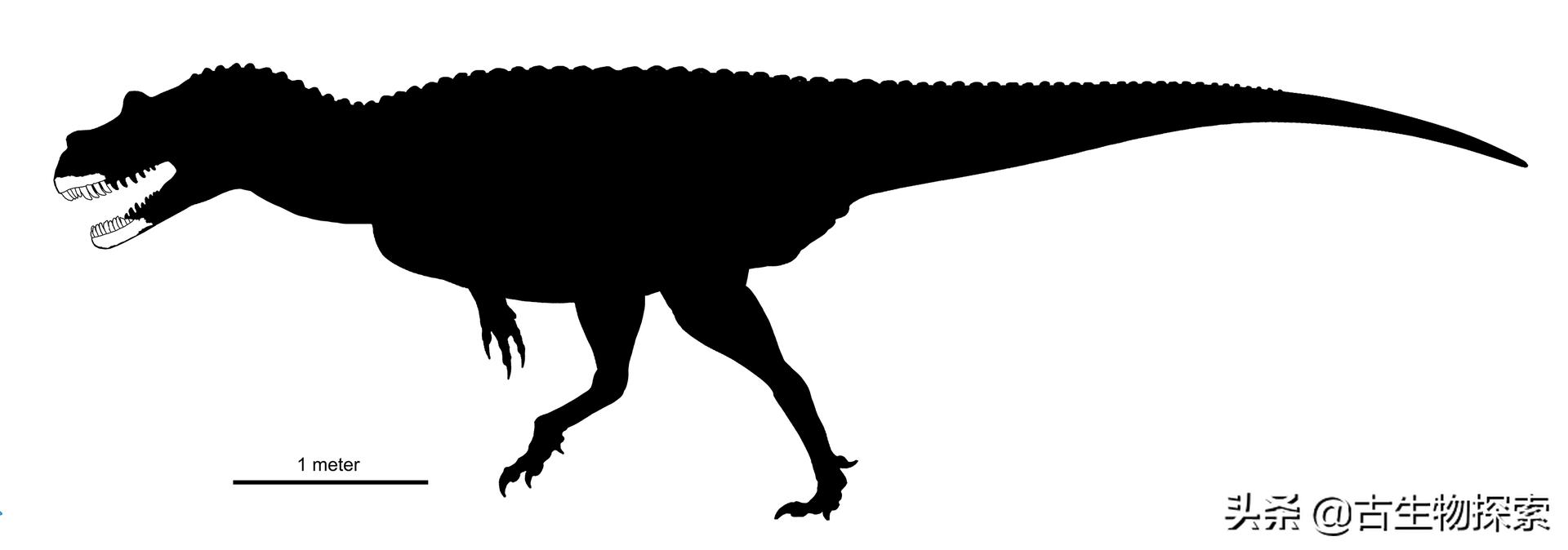 巴塔哥泰坦龙完整化石,巴塔哥泰坦龙进化史