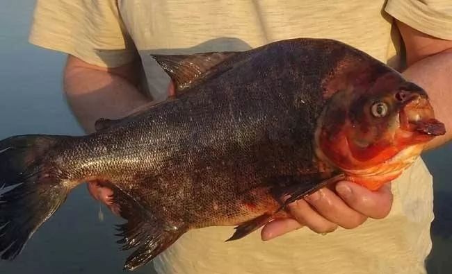 世界十大凶猛淡水鱼类,顶级淡水鱼类