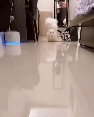 猫和老虎能杂交生育吗,猫和老虎可以生育吗