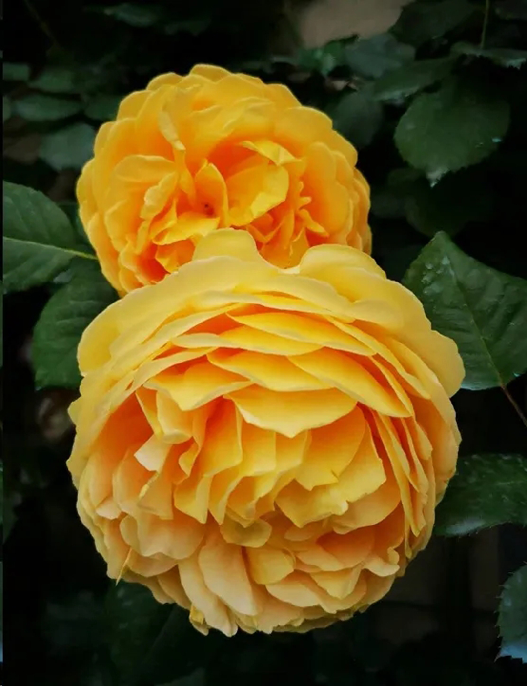 月季畸形花是怎么回事,月季叶片整株掉什么原因