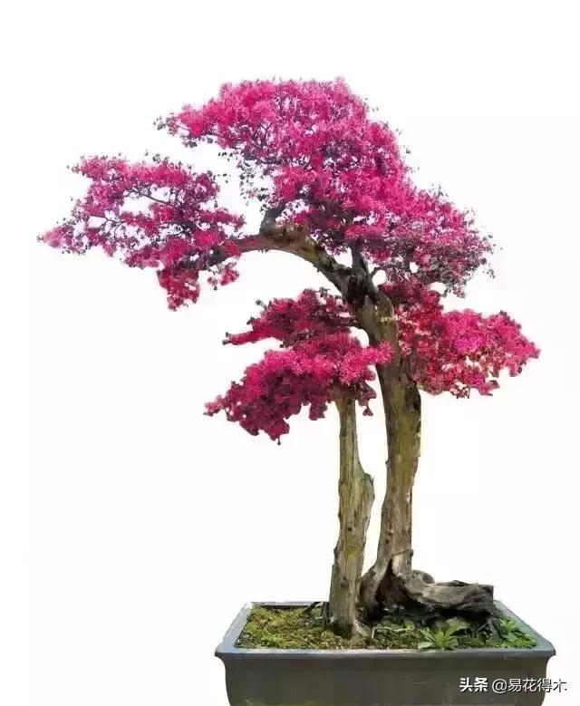 椤剁骇鐧借姳妾垫湪鐩嗘櫙,鐧借姳妾垫湪鐩嗘櫙鏋湪閫㈡槬