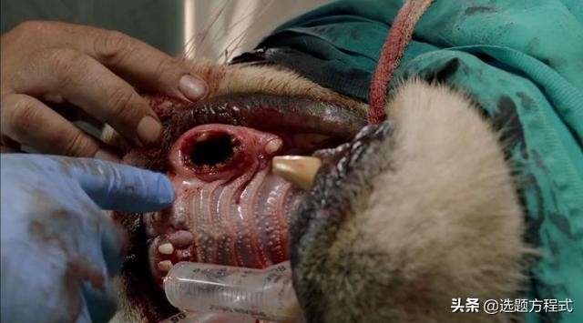 客户难以拒绝的视频创意：15个案例教你用纪录片的方式讲营销故事