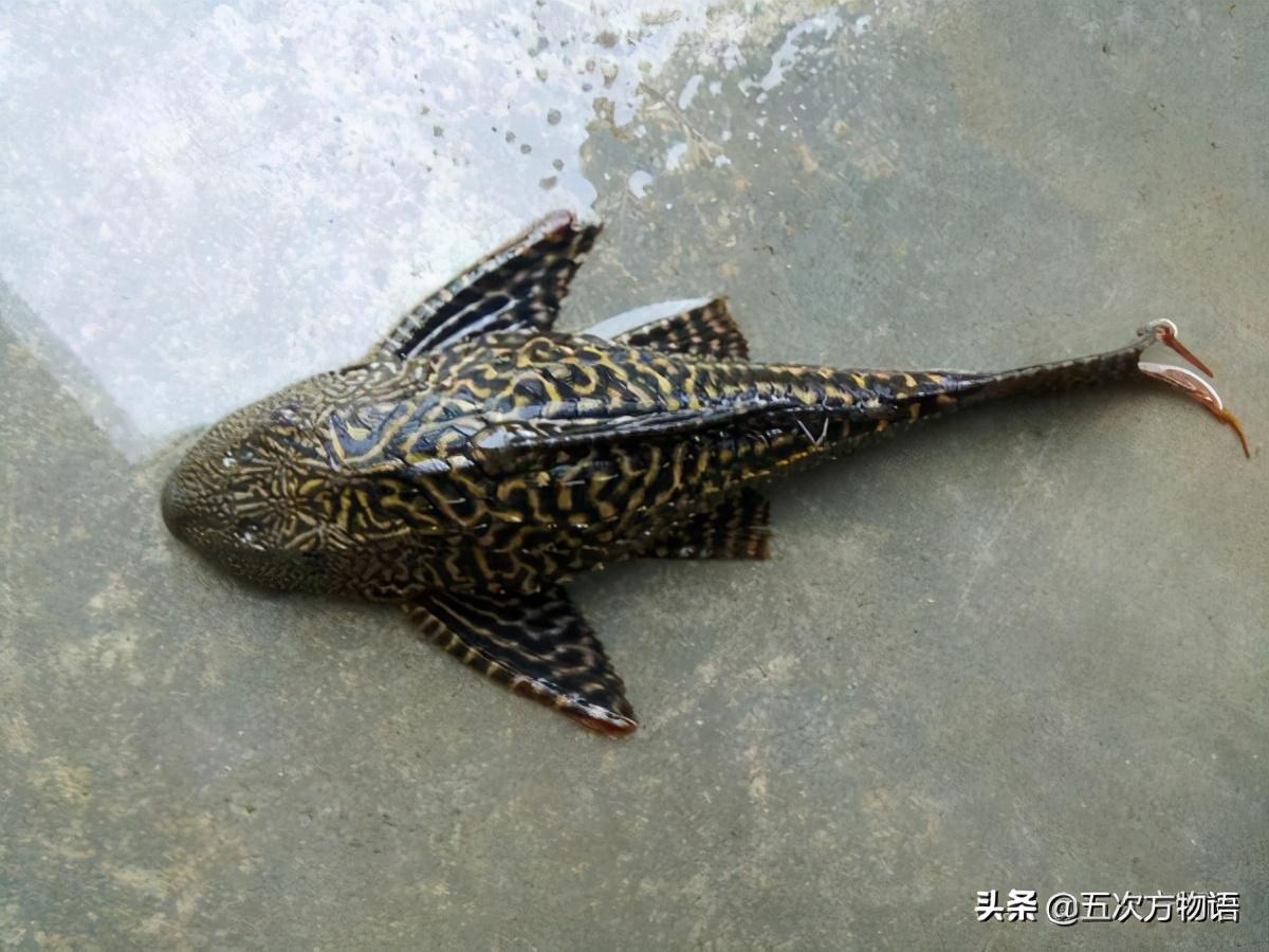 放生外来物种鳄龟犯法吗,这些动物千万不能随便放生