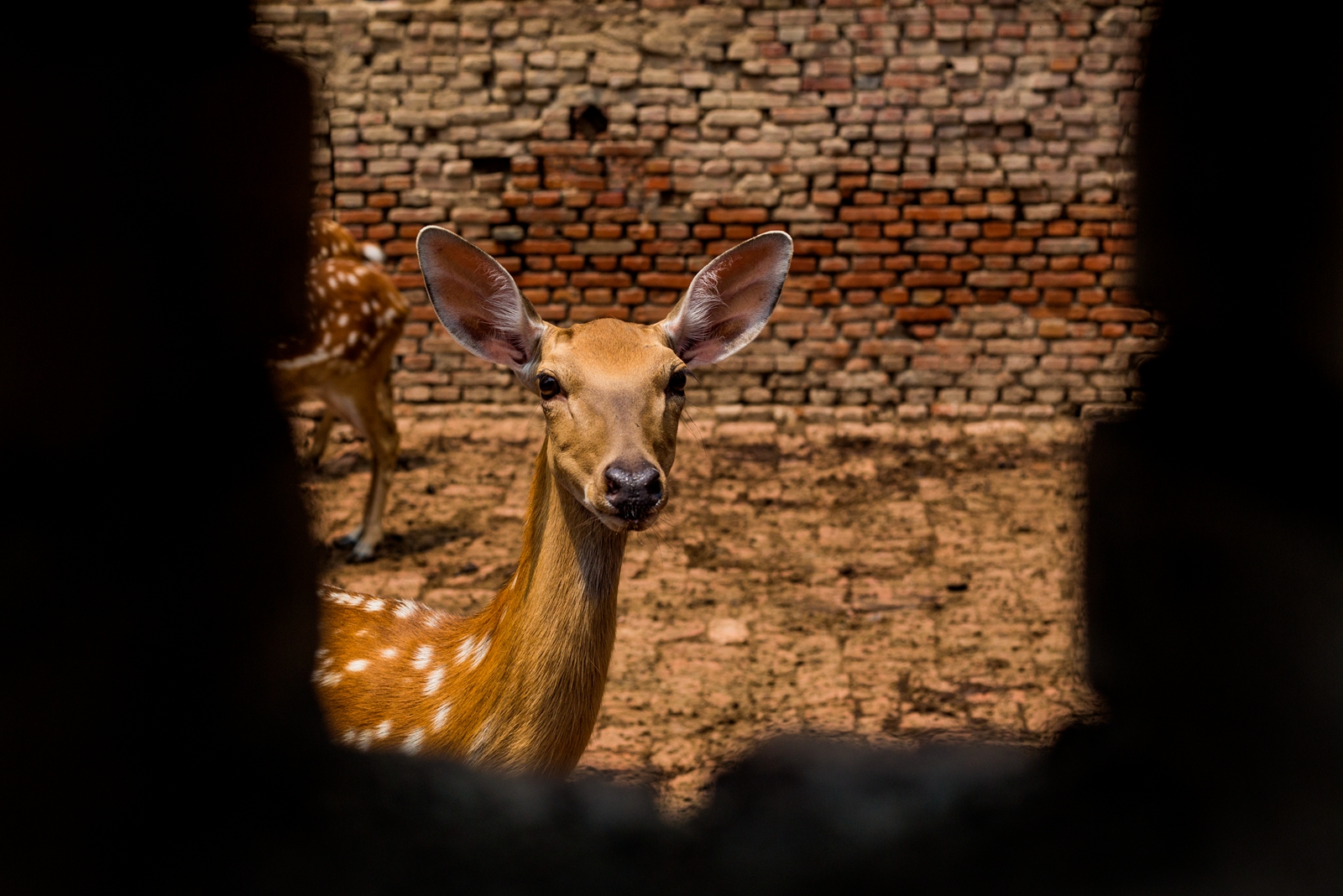 山东邹平市：退役军人夏方刚靠养殖梅花鹿走上致富路
