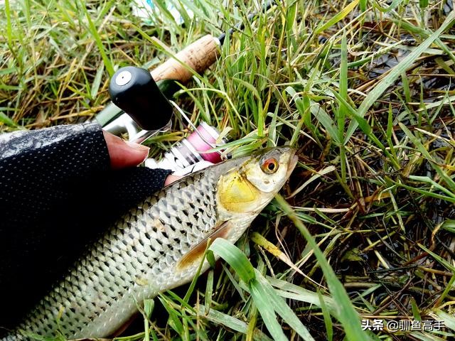 3月份浅水路亚,百闻不如一见美景视频