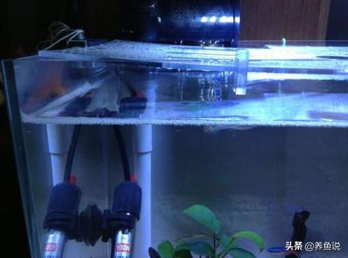 观赏鱼缺氧跟鱼缸的水质有关系吗,鱼缸里的鱼缺氧了怎么办