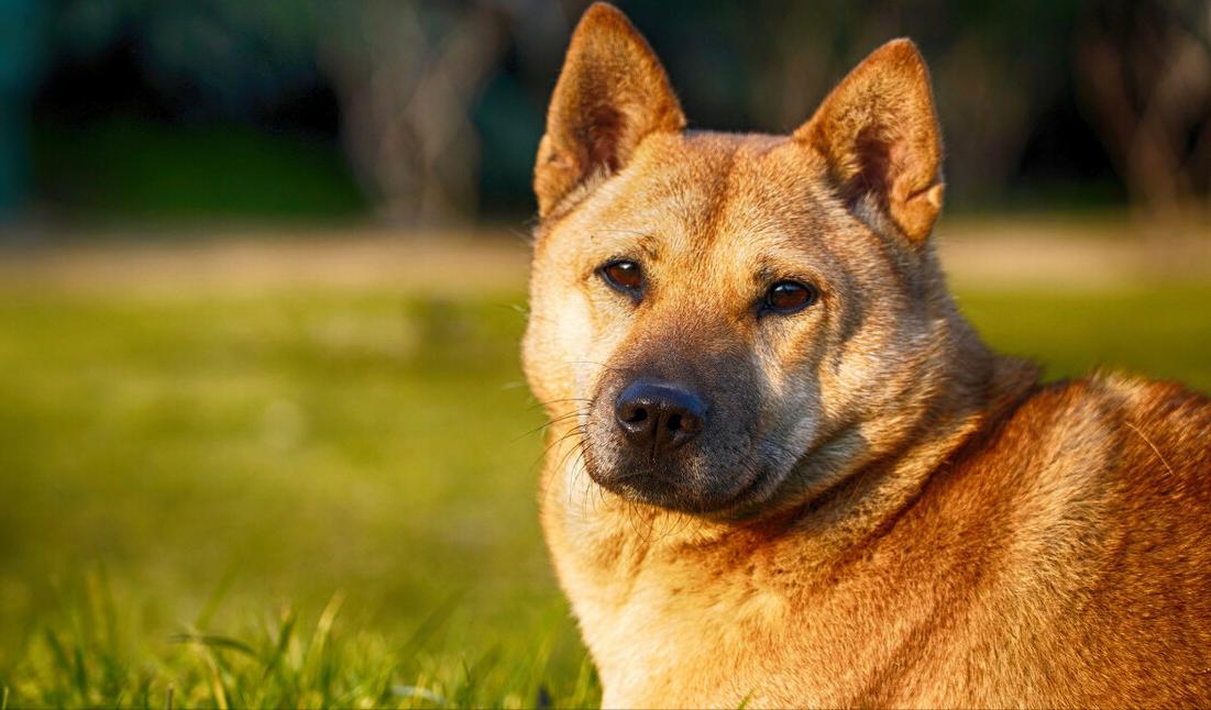 中华田园犬狗粮哪个好,中华田园犬专用狗粮推荐